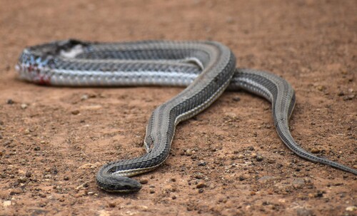 Kenyan Striped Skaapsteker