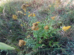 Solidago × niederederi
