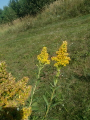 Solidago × niederederi