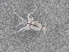Bellorchestia quoyana
