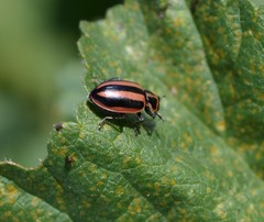 Paranaemia vittigera