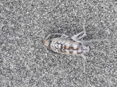 Bellorchestia quoyana