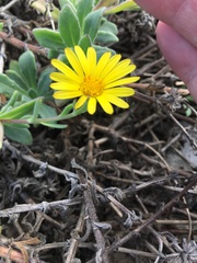 Calendula suffruticosa