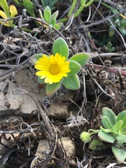 Calendula suffruticosa