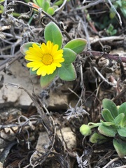 Calendula suffruticosa