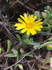 Calendula suffruticosa