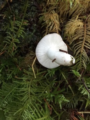 Russula bicolor
