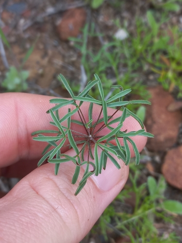 Oxalis primuloides (Oxalis primuloides)