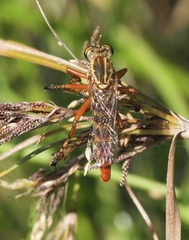 Diogmites angustipennis