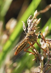 Diogmites angustipennis
