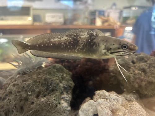 Hake (Urophycis floridana) — Phycidae — 5