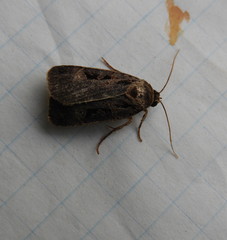 Pseudohermonassa tenuicula