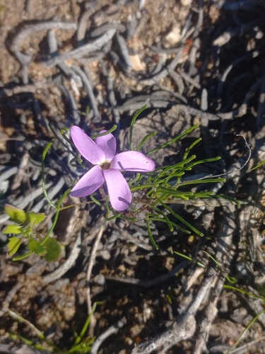 Bokkeveld Sorrel (Oxalis phloxidiflora)