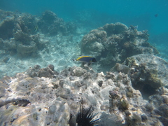 Acanthurus leucosternon