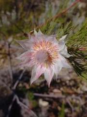 Serruria florida, photograph (c) Brian du Preez, some rights reserved (CC BY-SA)