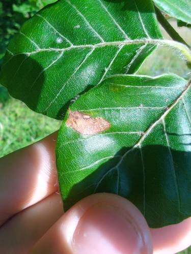 Beech Midget photo 3