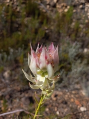 Serruria florida, photograph (c) Brian du Preez, some rights reserved (CC BY-SA)