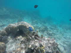 Acanthurus leucosternon