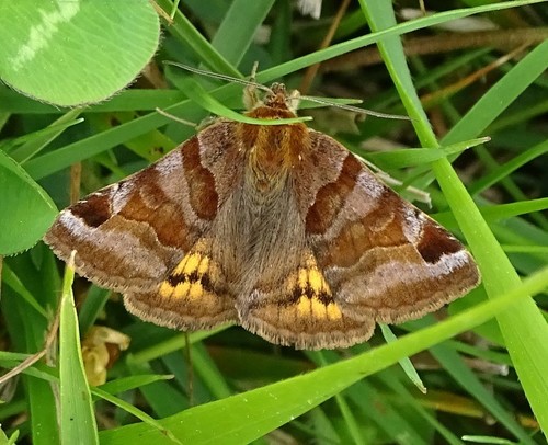 Rusvasis dobilinukas nuotrauka
