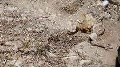 Anuroctonus phaiodactylus