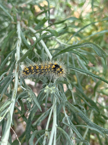 iNaturalist observation photo of Butterflies and Moths