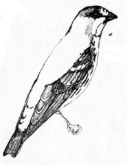 Mindanao Serin photo 1