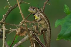 Stenocercus iridescens