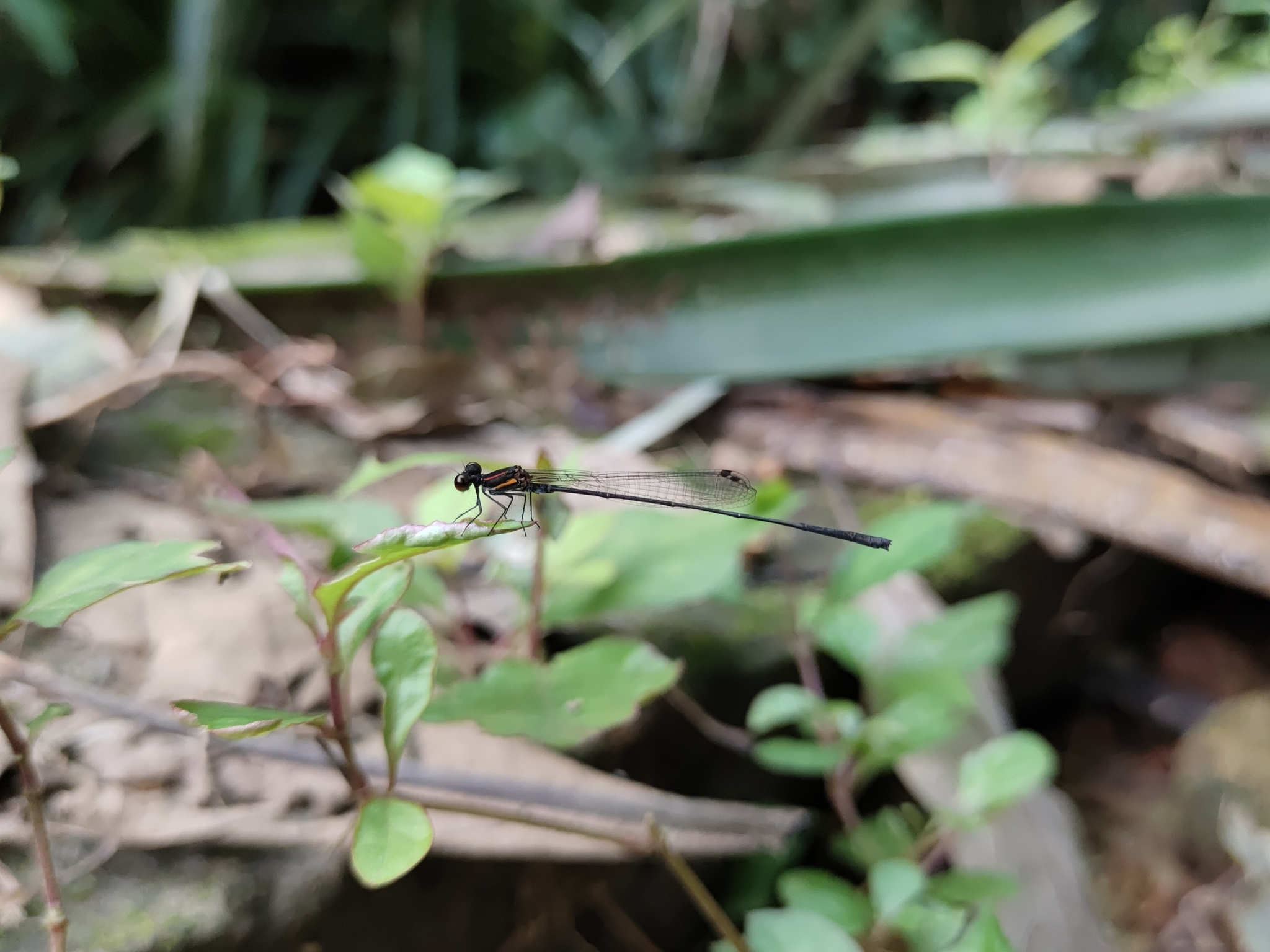 Orange-Striped Threadtail
