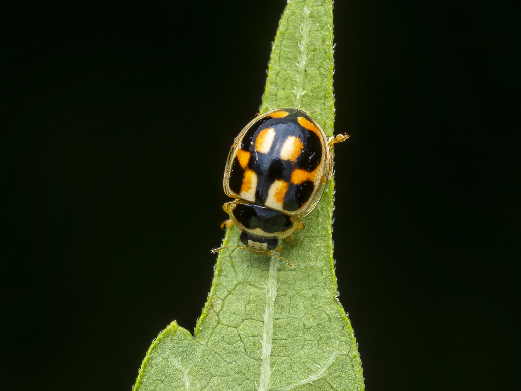 Turtle Vein Lady Beetle