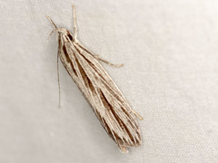 Leistarcha scitissimella