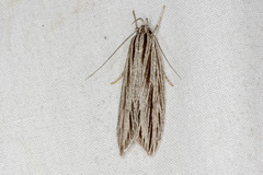 Leistarcha scitissimella