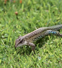 Giant Ameiva photo 5