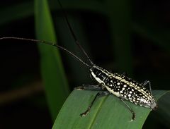 Ptychodes taeniotoides