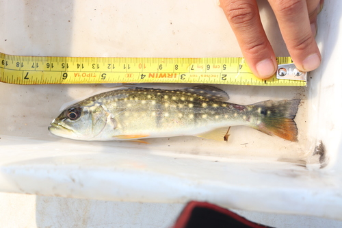 Speckled peacock bass (Cichla temensis) — Cichlidae — 2