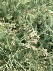 Brickellia floribunda