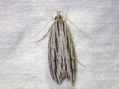 Leistarcha scitissimella