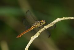 Orthemis biolleyi