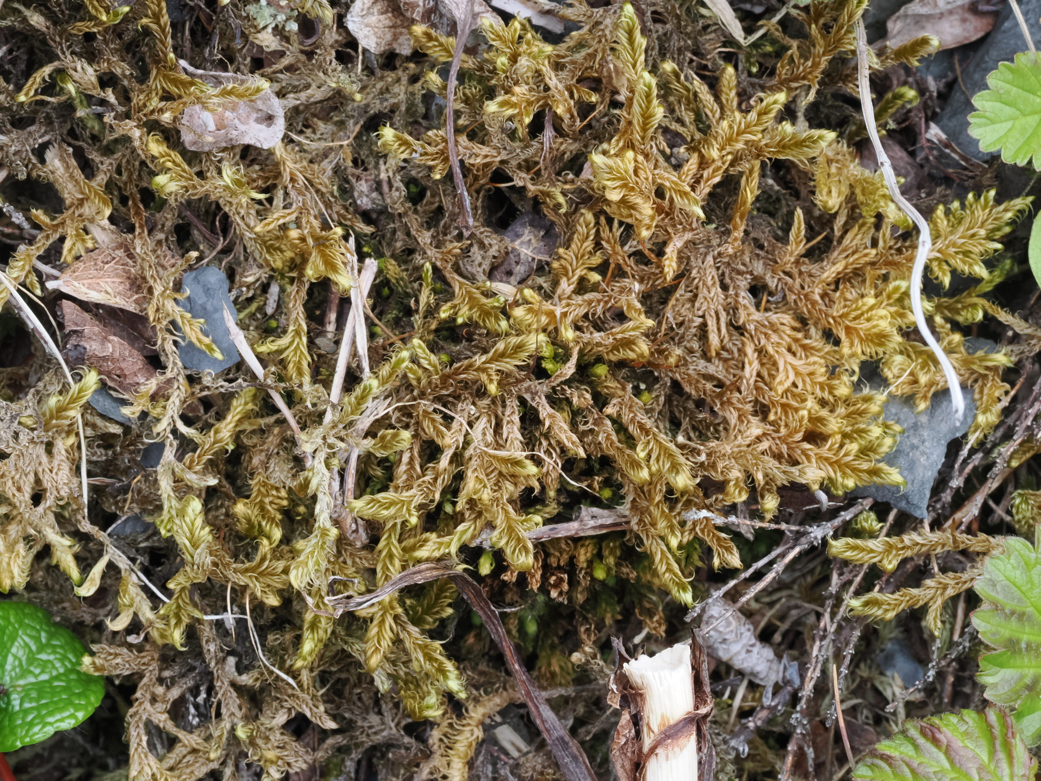 Sanionia orthothecioides