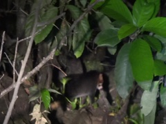 Prionailurus planiceps