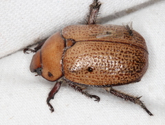 Anoplognathus velutinus