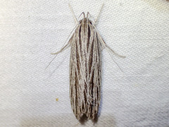 Leistarcha scitissimella