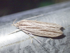 Leistarcha scitissimella