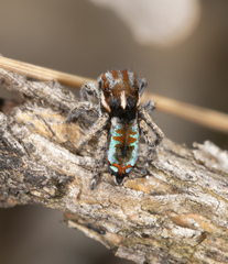Maratus calcitrans