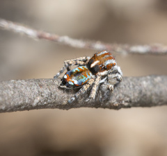 Maratus calcitrans