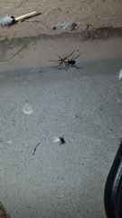 Latrodectus hesperus