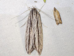Leistarcha scitissimella