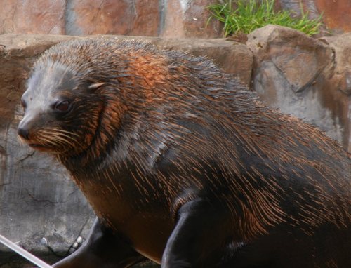 Arctocephalus australis