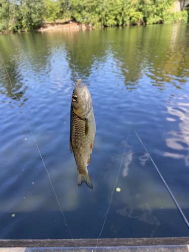 Squalius cephalus