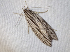 Leistarcha scitissimella
