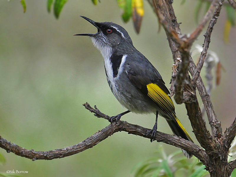 Crescent Honeyeater (Phylidonyris pyrrhopterus) photo